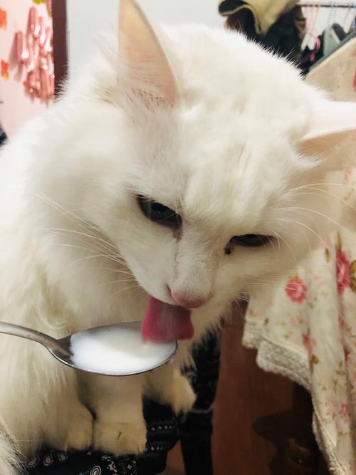 猫咪可以吃酸奶吗