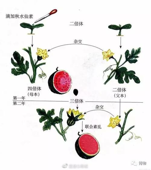 西瓜的栽培技术